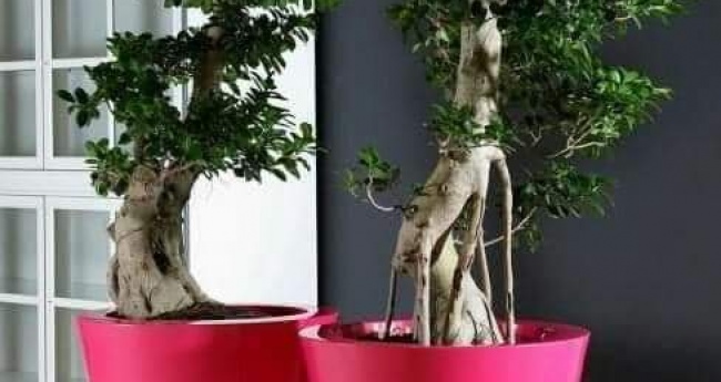 Cách chọn chậu trồng cây